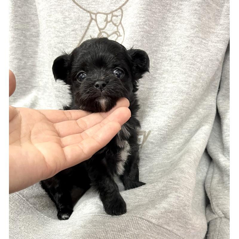 成約済の愛知県のチワマル:チワワ×マルチーズ-425834の4枚目