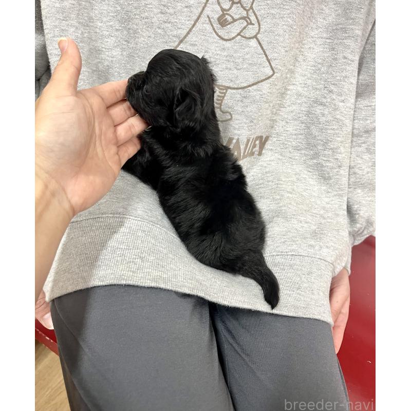 成約済の愛知県のチワマル:チワワ×マルチーズ-425834の3枚目