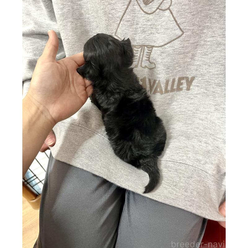 成約済の愛知県のチワマル:チワワ×マルチーズ-425834の2枚目