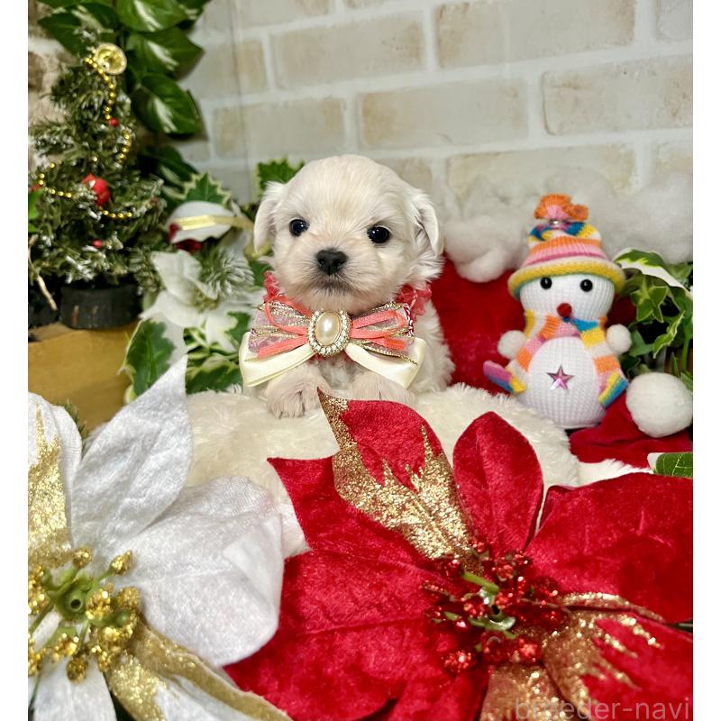 成約済の愛知県のチワマル:チワワ×マルチーズ-425845の11枚目