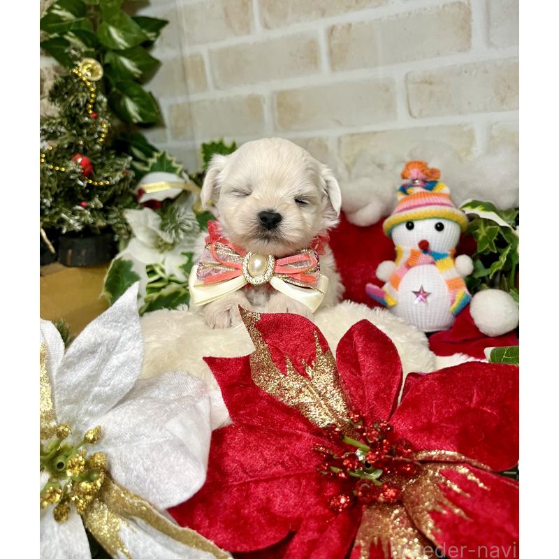 成約済の愛知県のチワマル:チワワ×マルチーズ-425845の10枚目