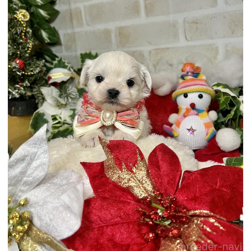 成約済の愛知県のチワマル:チワワ×マルチーズ-425845の9枚目