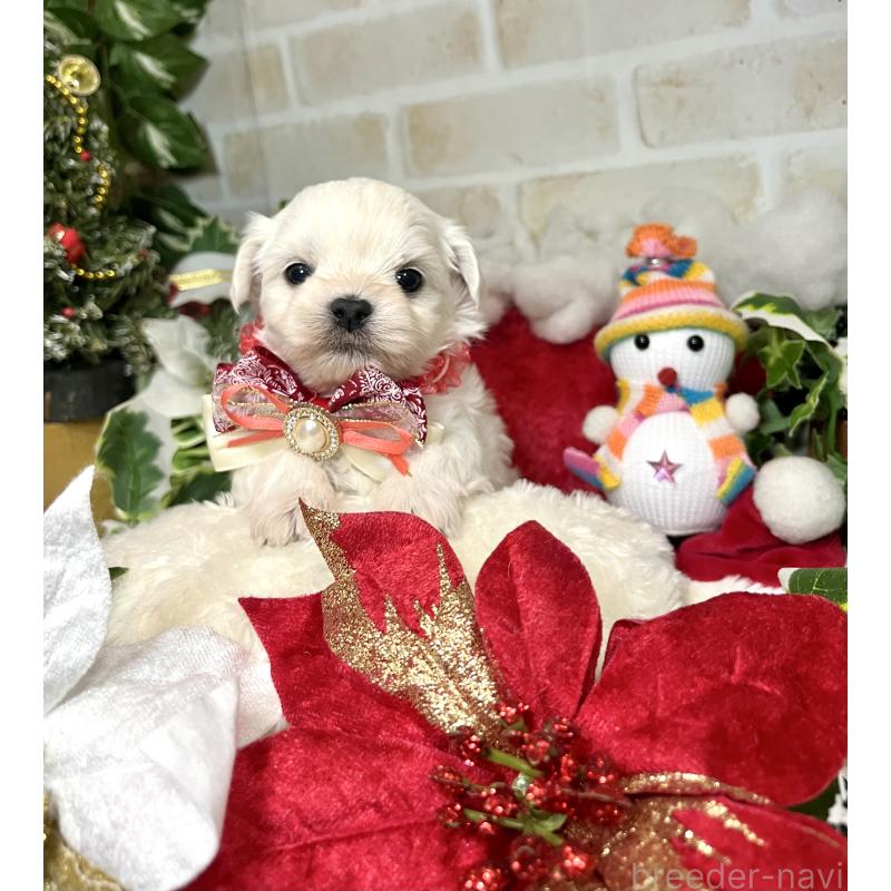 成約済の愛知県のチワマル:チワワ×マルチーズ-425845の8枚目