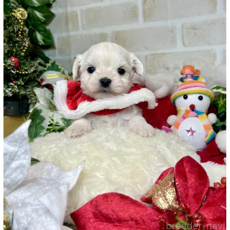 成約済の愛知県のチワマル:チワワ×マルチーズ-425845の7枚目