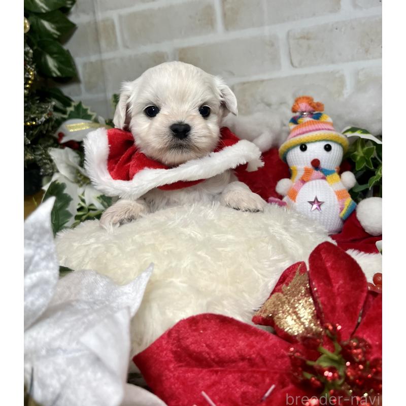 成約済の愛知県のチワマル:チワワ×マルチーズ-425845の6枚目