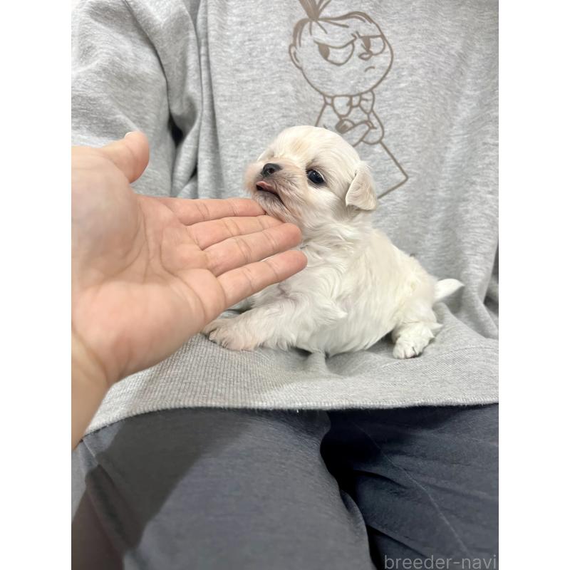 成約済の愛知県のチワマル:チワワ×マルチーズ-425845の4枚目