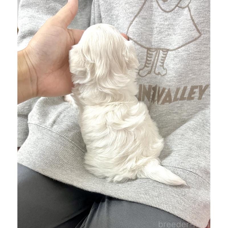 成約済の愛知県のチワマル:チワワ×マルチーズ-425845の2枚目