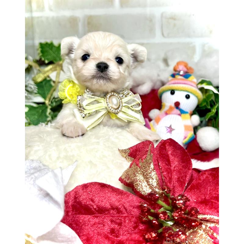 成約済の愛知県のチワマル:チワワ×マルチーズ-425846の7枚目