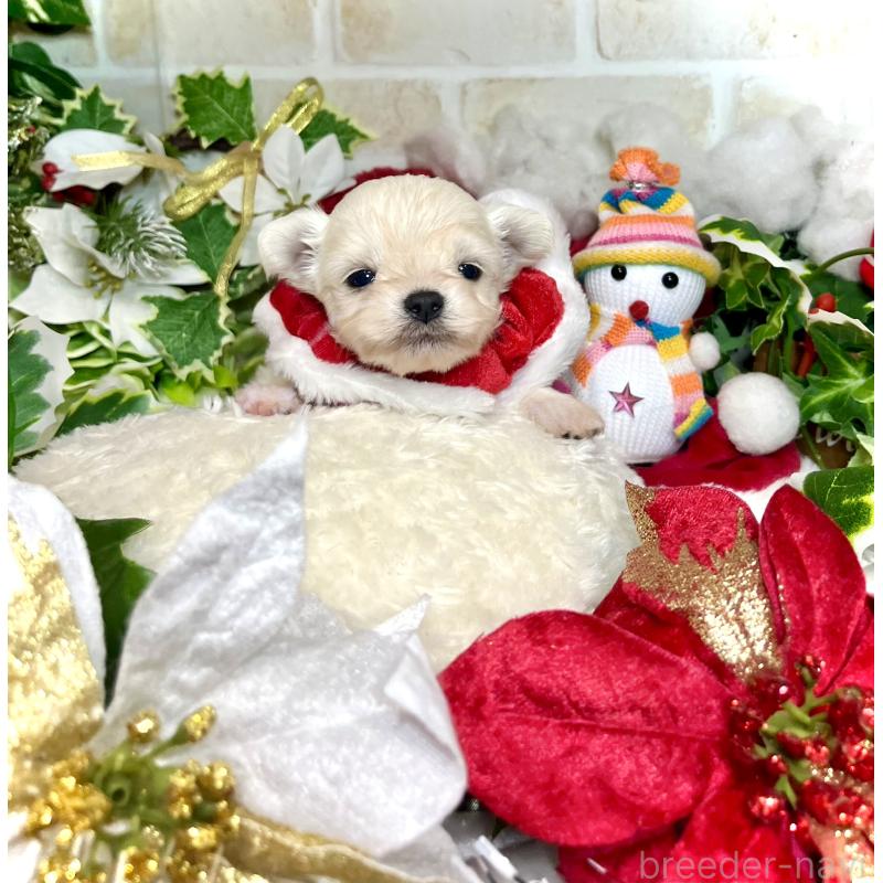 成約済の愛知県のチワマル:チワワ×マルチーズ-425846の6枚目