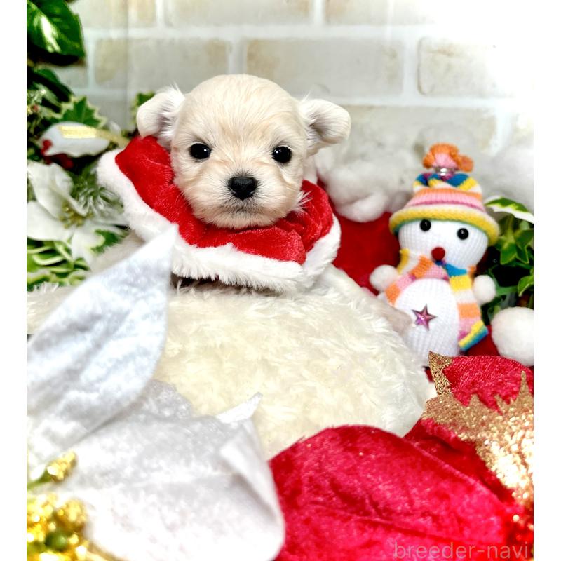 成約済の愛知県のチワマル:チワワ×マルチーズ-425846の5枚目