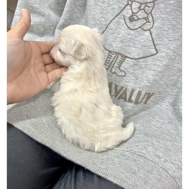 成約済の愛知県のチワマル:チワワ×マルチーズ-425846の3枚目