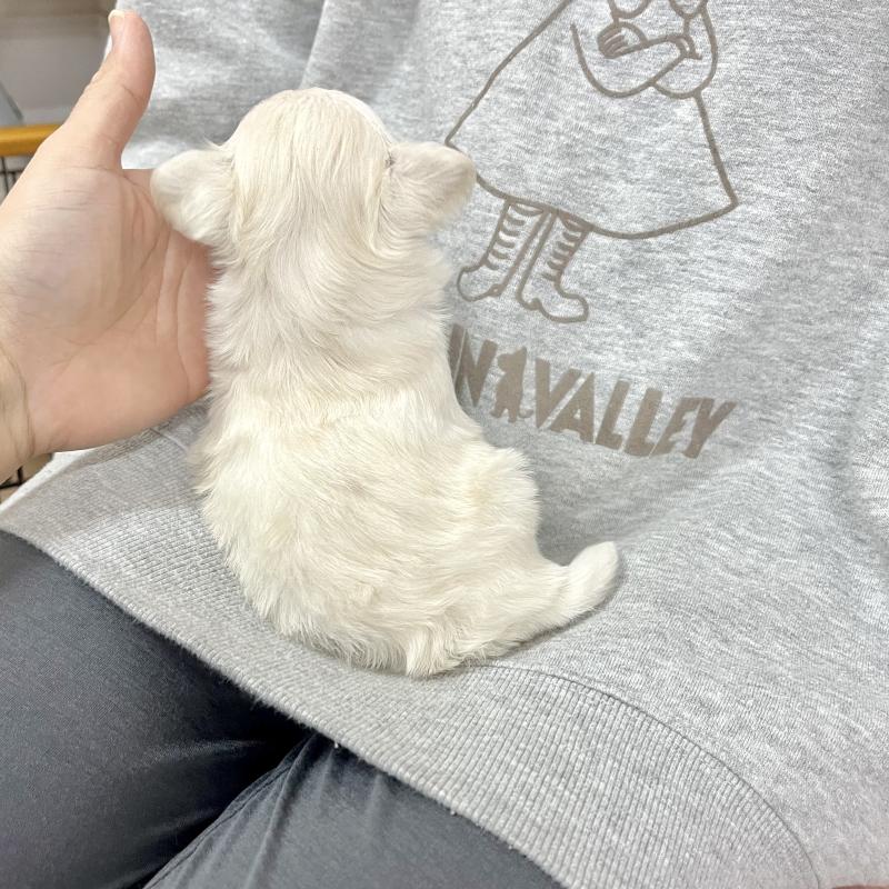 成約済の愛知県のチワマル:チワワ×マルチーズ-425846の2枚目