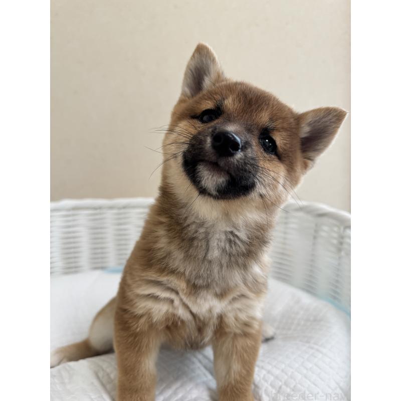 販売中の兵庫県の豆柴-428994