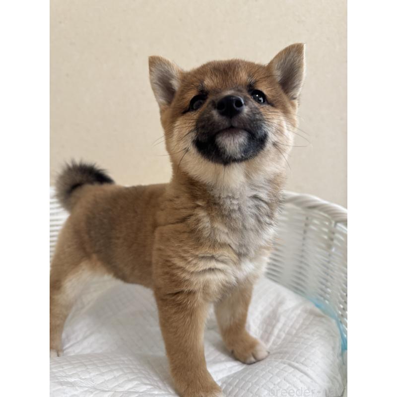 販売中の兵庫県の豆柴-428994の9枚目