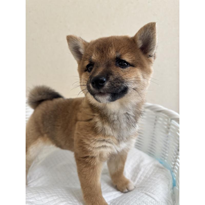 販売中の兵庫県の豆柴-428994の8枚目