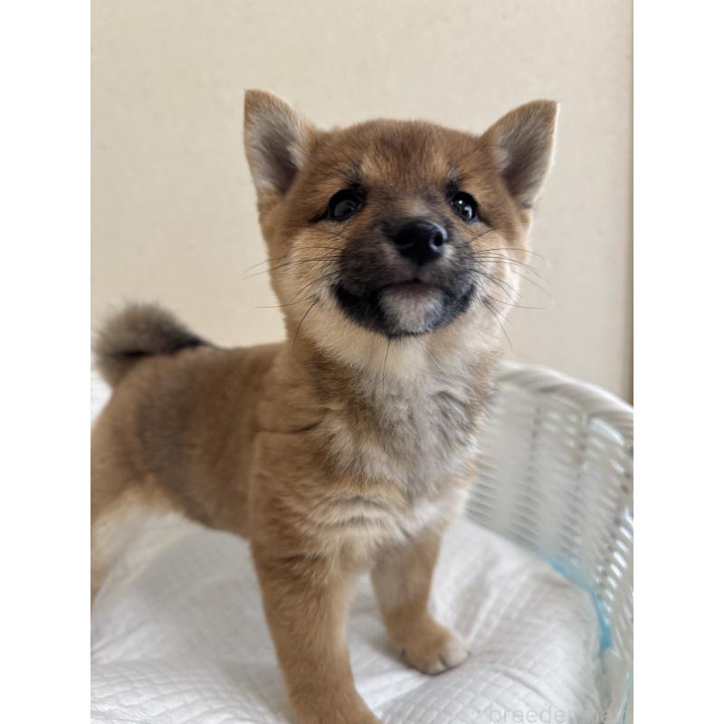 販売中の兵庫県の豆柴-428994の7枚目