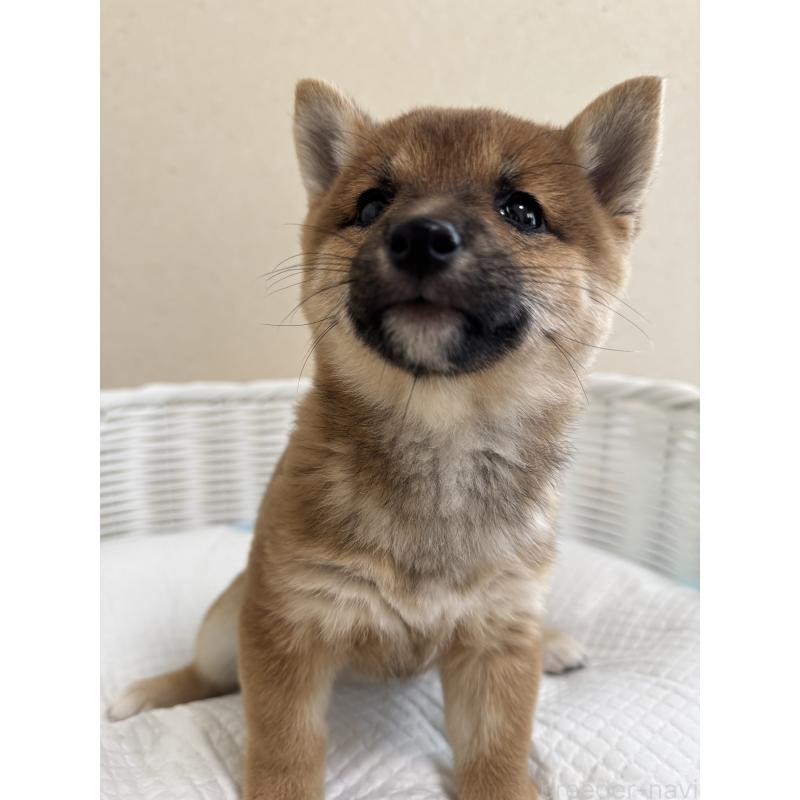 販売中の兵庫県の豆柴-428994の6枚目