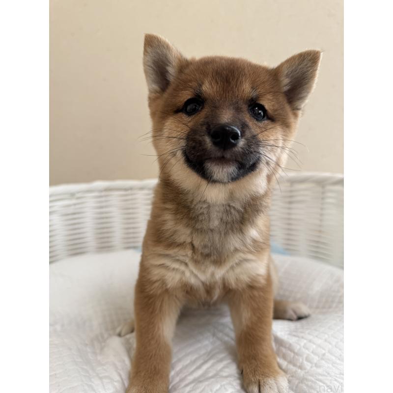 販売中の兵庫県の豆柴-428994の5枚目