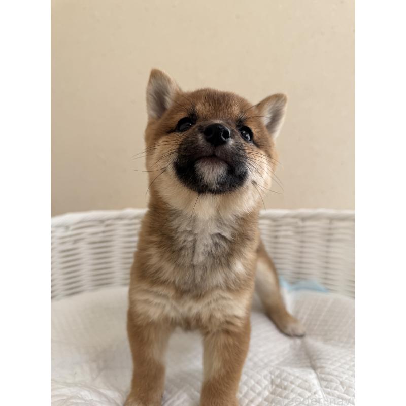 販売中の兵庫県の豆柴-428994の4枚目