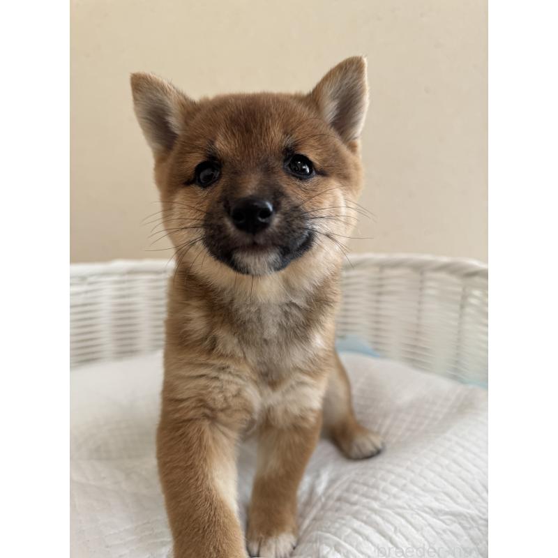 販売中の兵庫県の豆柴-428994の3枚目