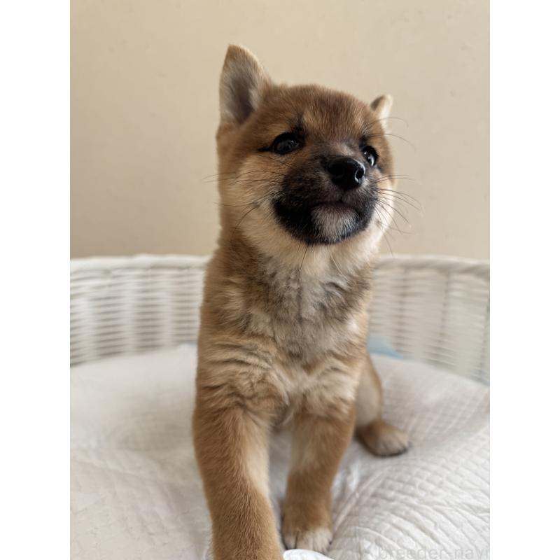 販売中の兵庫県の豆柴-428994の2枚目