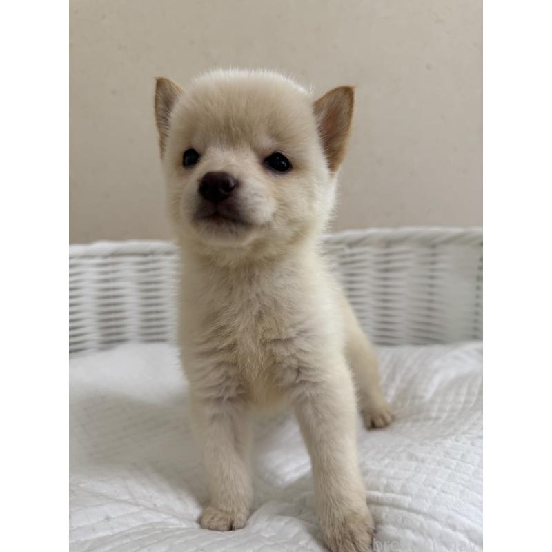 販売中の兵庫県の豆柴-428996