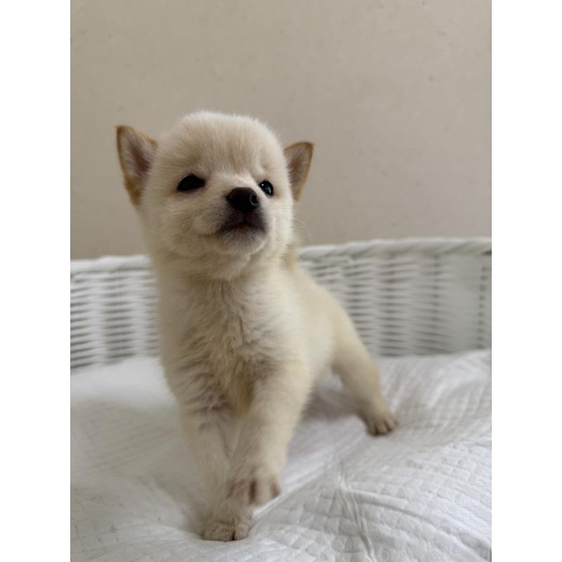 販売中の兵庫県の豆柴-428996の6枚目