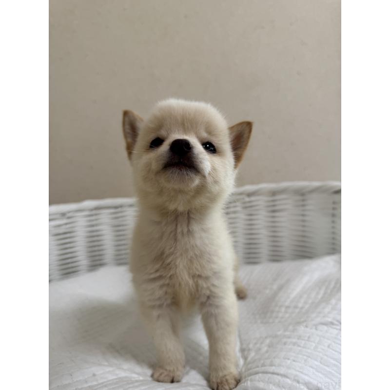 販売中の兵庫県の豆柴-428996の5枚目