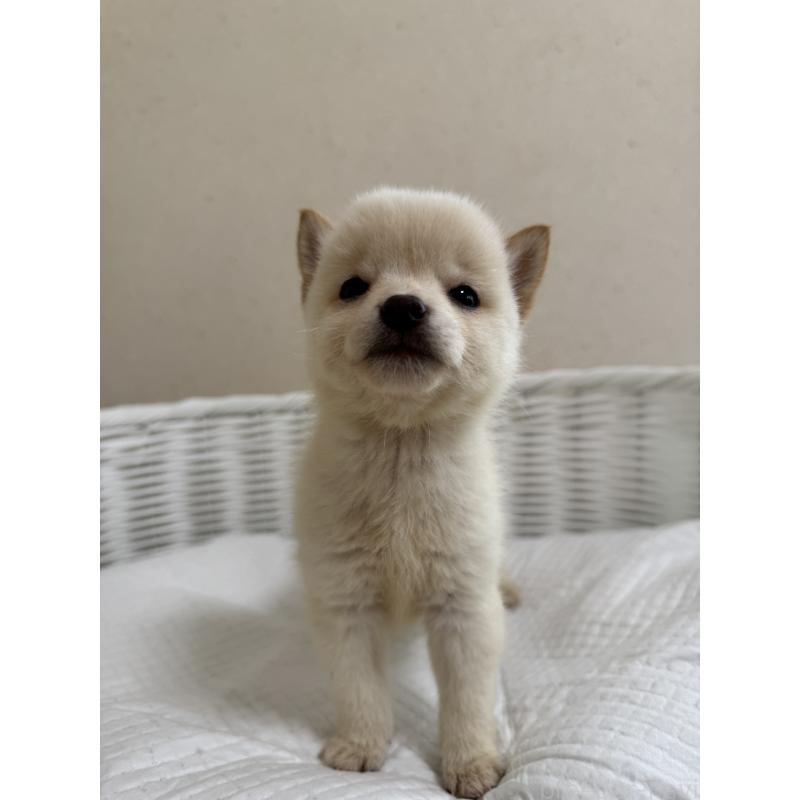 販売中の兵庫県の豆柴-428996の4枚目