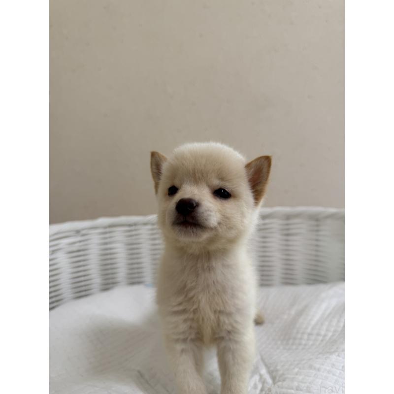 販売中の兵庫県の豆柴-428996の3枚目