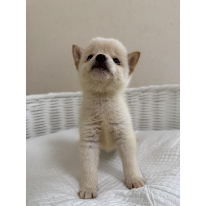 販売中の兵庫県の豆柴-428996の2枚目