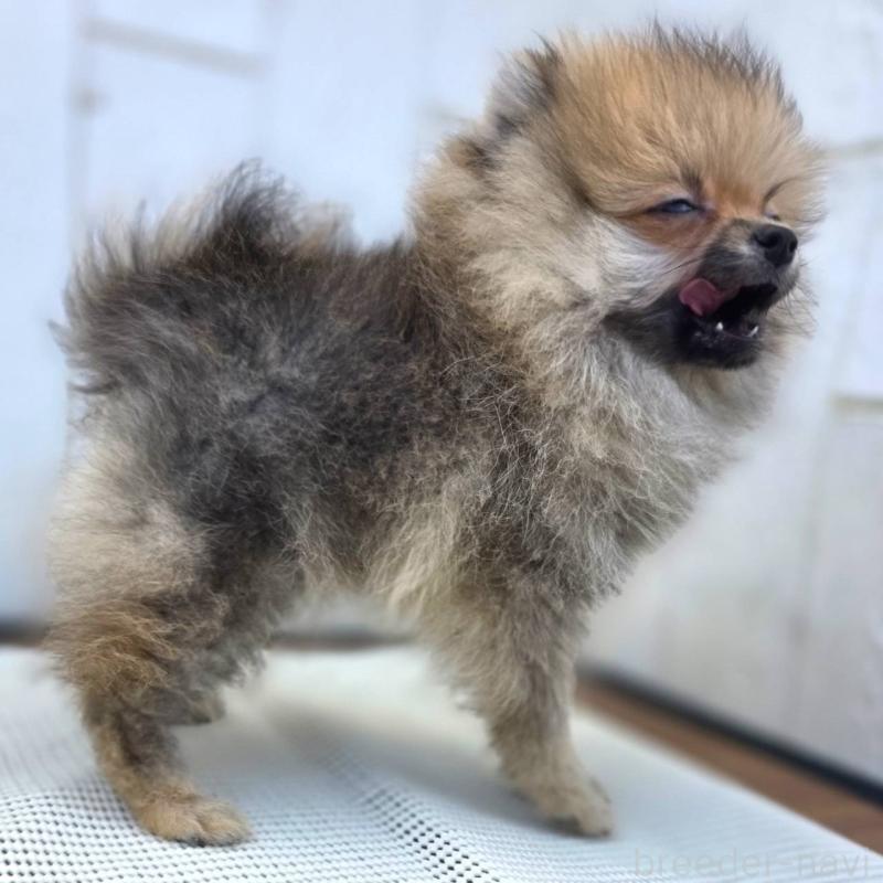 成約済の茨城県のポメラニアン-416823の10枚目