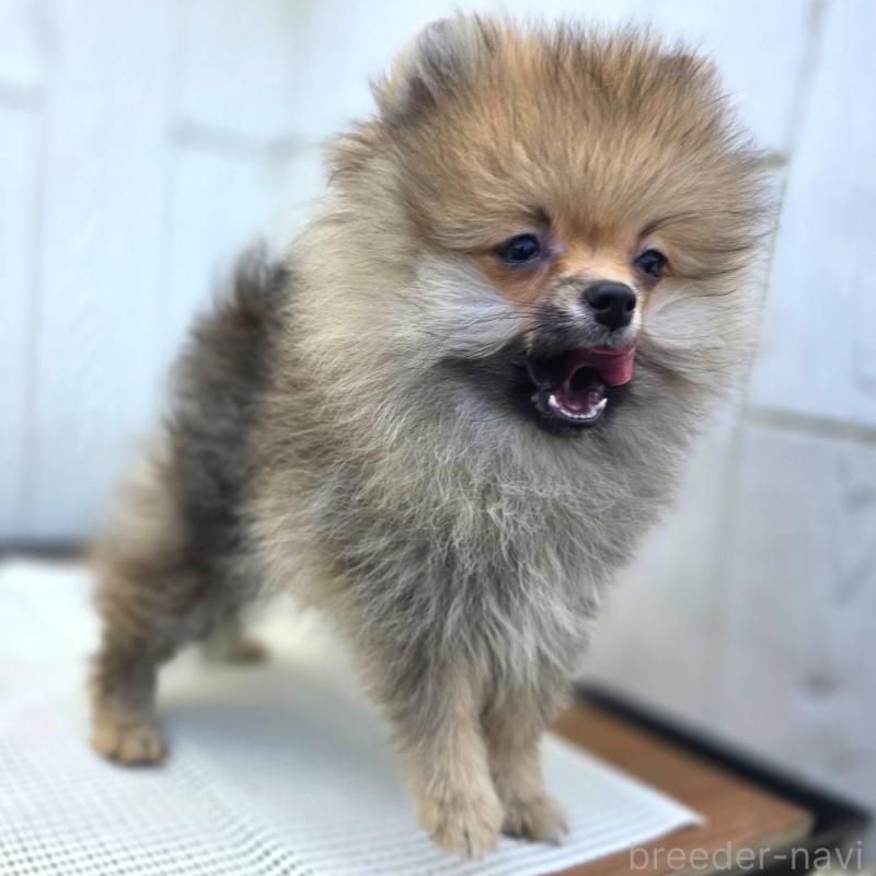 成約済の茨城県のポメラニアン-416823の8枚目