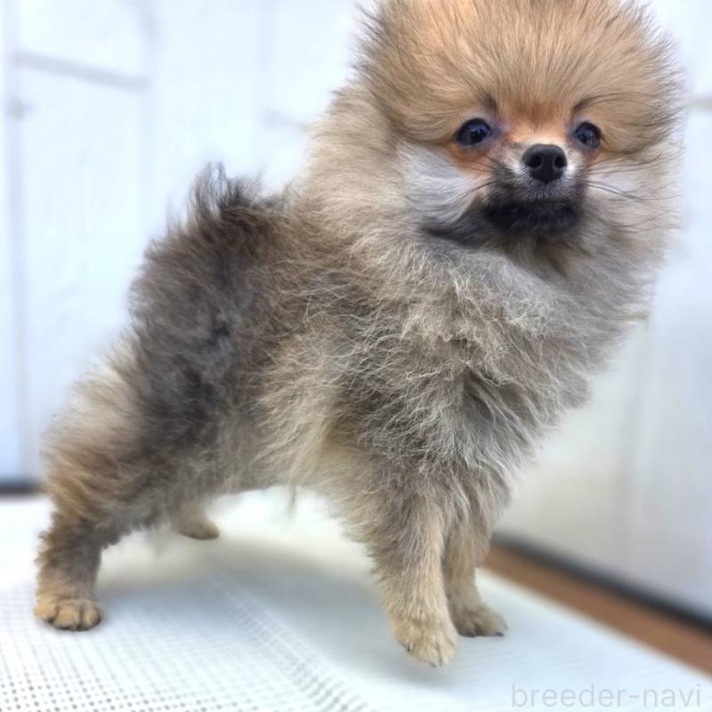 成約済の茨城県のポメラニアン-416823の7枚目