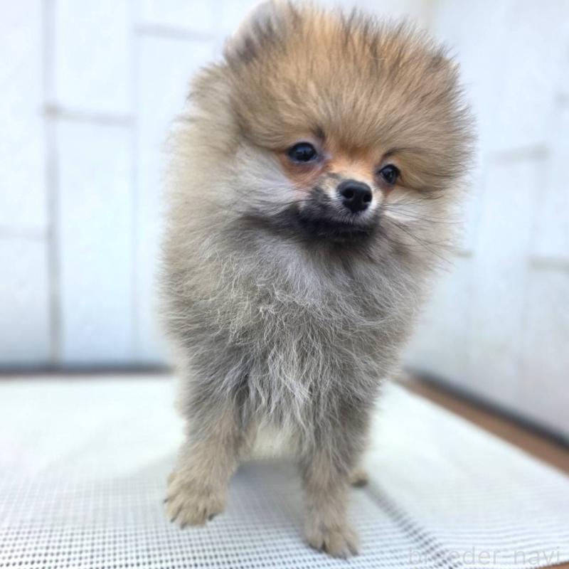 成約済の茨城県のポメラニアン-416823の6枚目