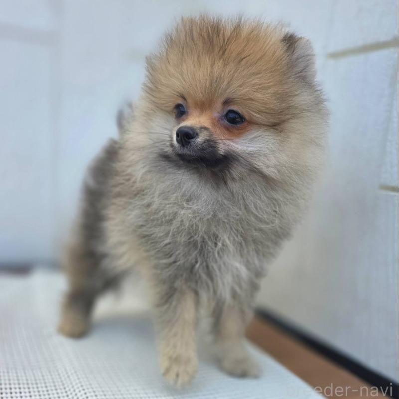 販売中の茨城県のポメラニアン-416823