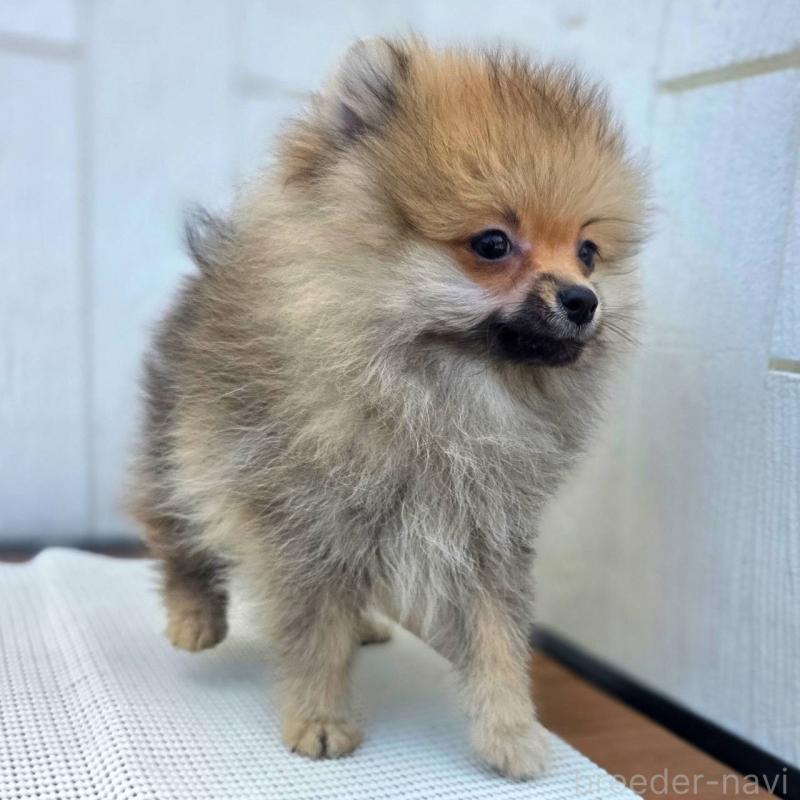 成約済の茨城県のポメラニアン-416823の5枚目