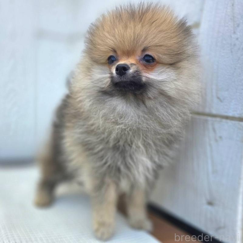 成約済の茨城県のポメラニアン-416823の4枚目