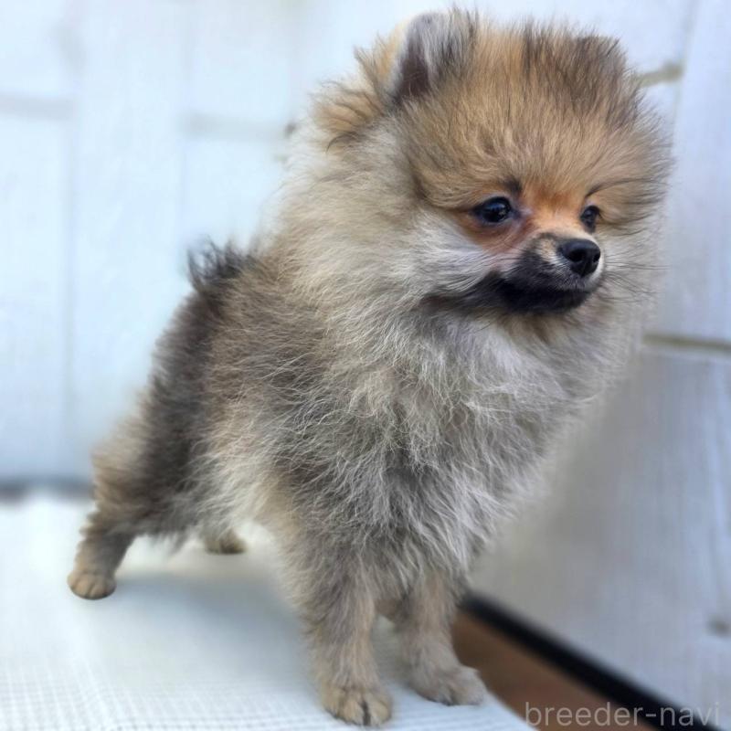 成約済の茨城県のポメラニアン-416823の3枚目