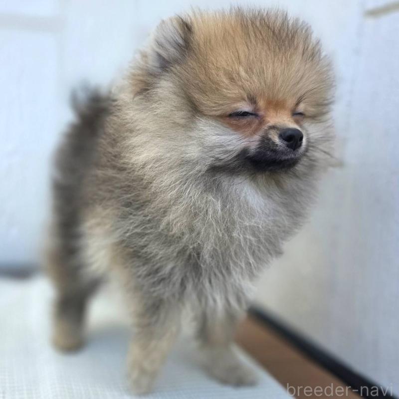 成約済の茨城県のポメラニアン-416823の2枚目