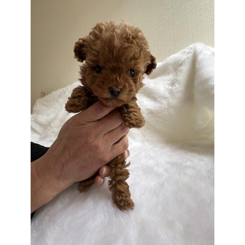 販売中の京都府のトイプードル-429011の3枚目