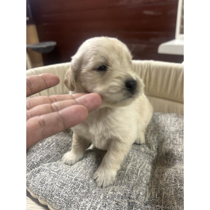 販売中の静岡県のゴールデンレトリーバー-429001の7枚目