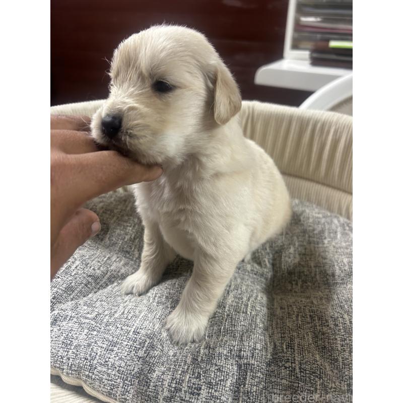 販売中の静岡県のゴールデンレトリーバー-429001の6枚目