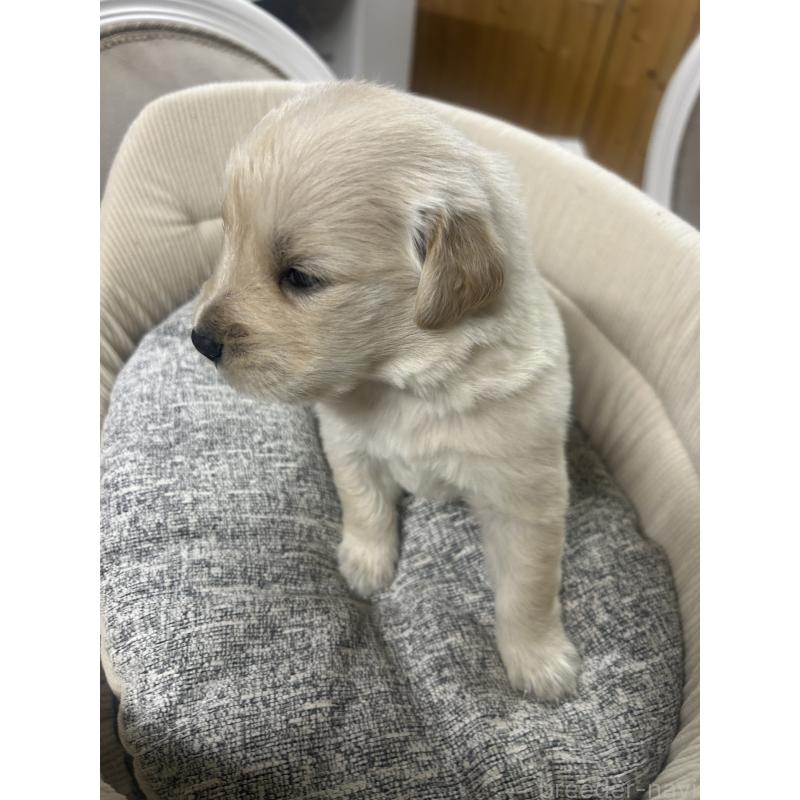 販売中の静岡県のゴールデンレトリーバー-429001の5枚目