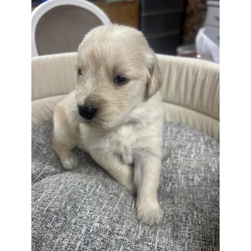 販売中の静岡県のゴールデンレトリーバー-429001の4枚目