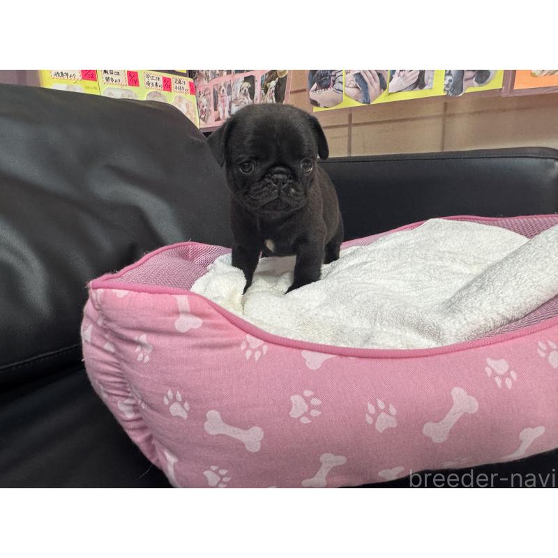 成約済の岐阜県のパグ-425986の14枚目