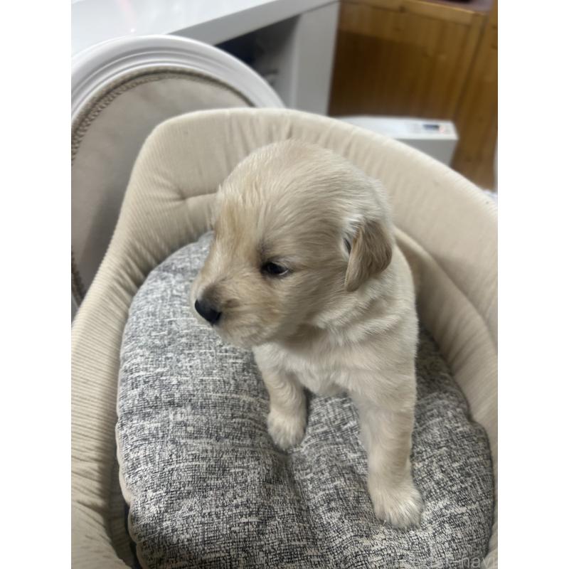 販売中の静岡県のゴールデンレトリーバー-429001の3枚目