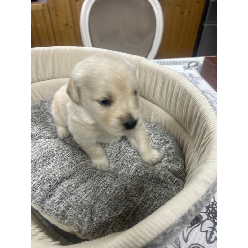 販売中の静岡県のゴールデンレトリーバー-429001の2枚目