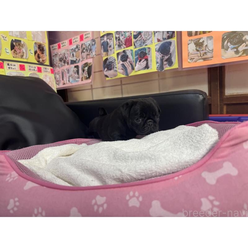 成約済の岐阜県のパグ-425987の9枚目