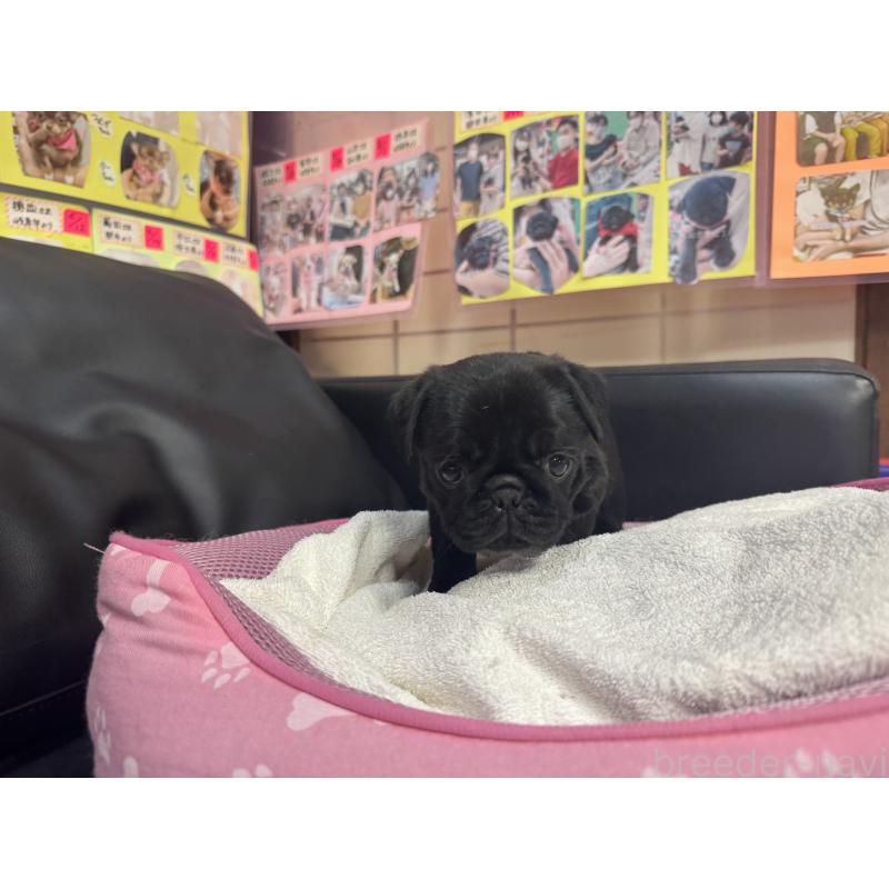 成約済の岐阜県のパグ-425987の7枚目